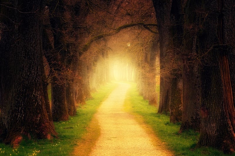 Mystical garden trails