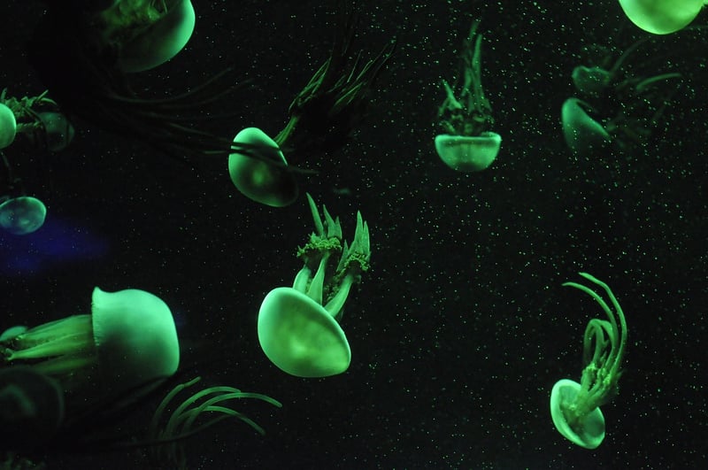 Whimsical aquatic displays