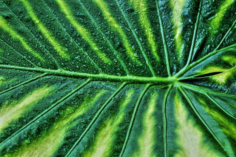 Alocasia Dragon Scale