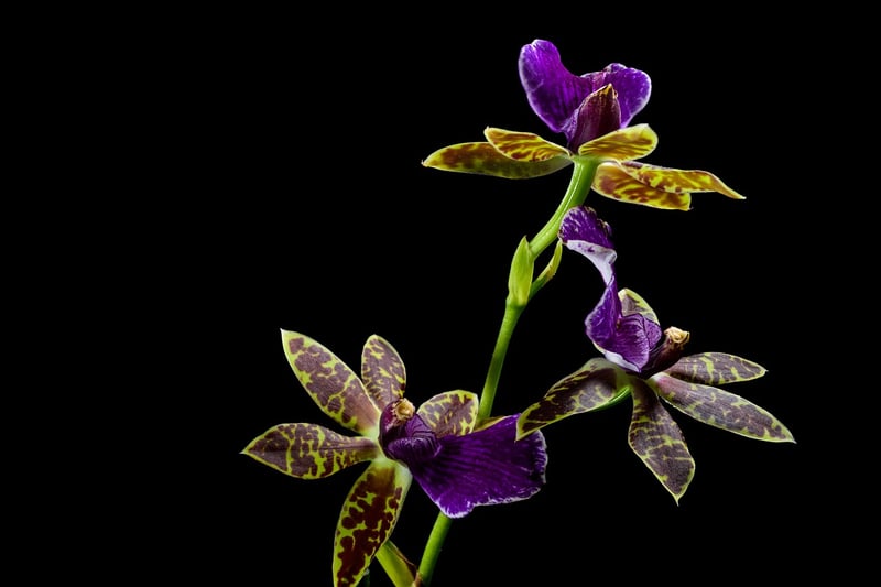Enchanted Orchid Blooms