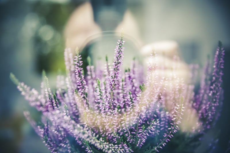 Dreamer's Delight