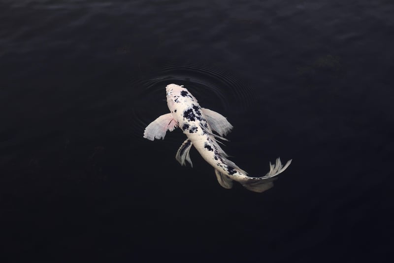 Koi Fish in Pond
