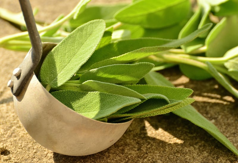 Enchanter's Sage